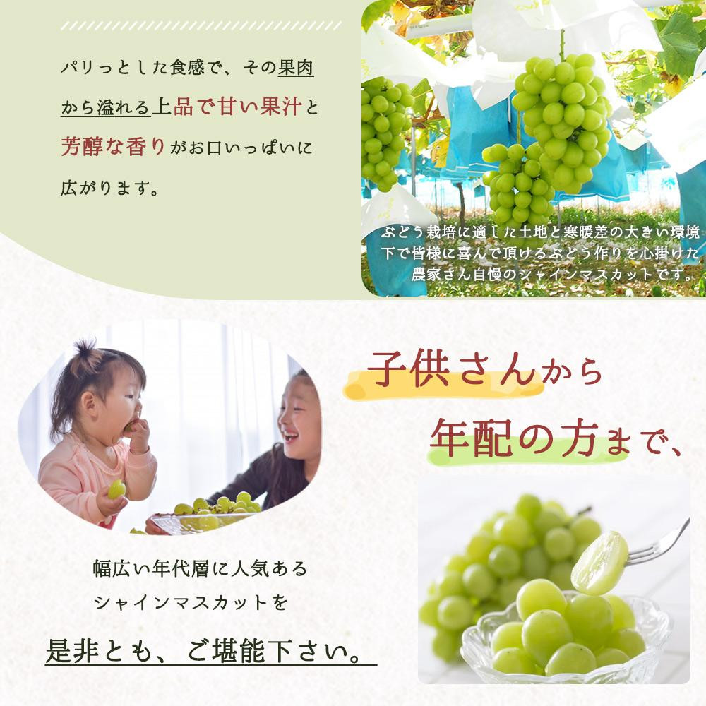 邏蟾樊怏逕ー逕」繧キ繝」繧、繝ウ繝槭せ繧ォ繝繝医邏1.2kg縲仙郁。御コ育エ縲代2026蟷エ8譛井ク区流莉・髯咲匱騾∽コ亥ョ壹