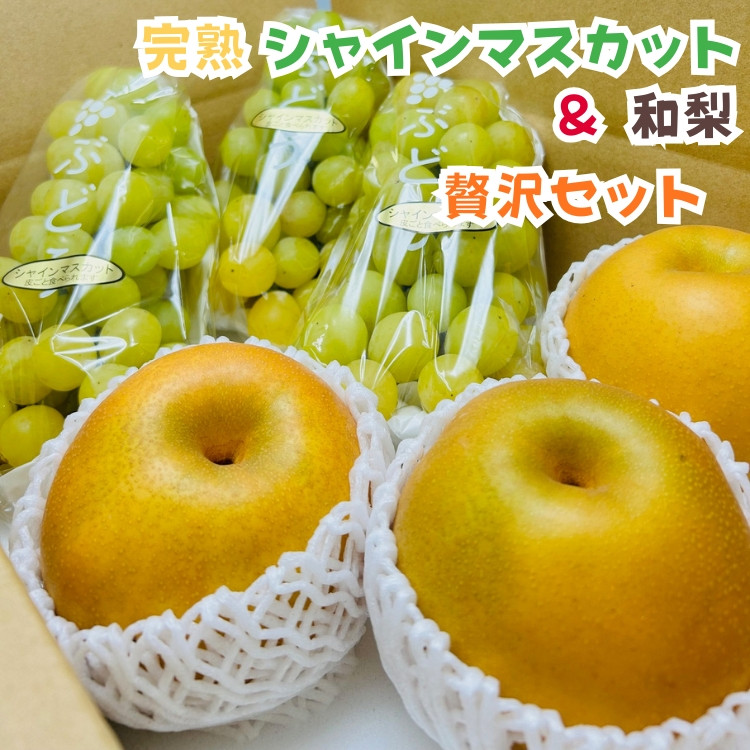 ［先行予約・2026年発送］朝採れ完熟シャインマスカットと和梨 贅沢セット 約3kg