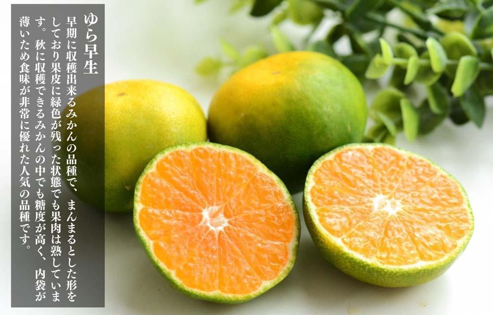 ゆら早生 みかん 小玉ちゃん 箱込10kg (内容量 9.2kg) 3S～Sサイズ混合 秀優混合 有田みかん 和歌山県産 【みかんの会】［2026年10月下旬頃より順次発送予定］