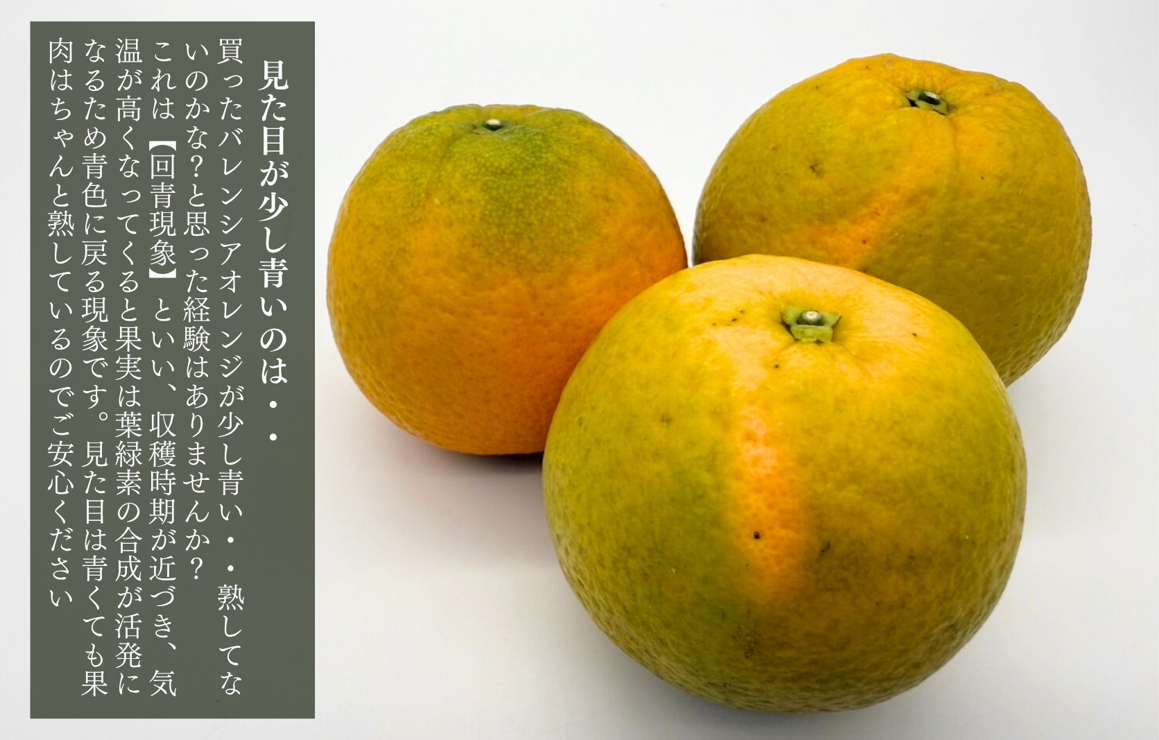 ãã¬ã³ã·ã¢ãªã¬ã³ãž åœç£ çããã ç§å 箱蟌 5kg (å
容é 4.4kg ) 2L L M ãµã€ãºã®ãããã åæå±±çç£ ç£å°çŽéãã¿ããã®äŒã