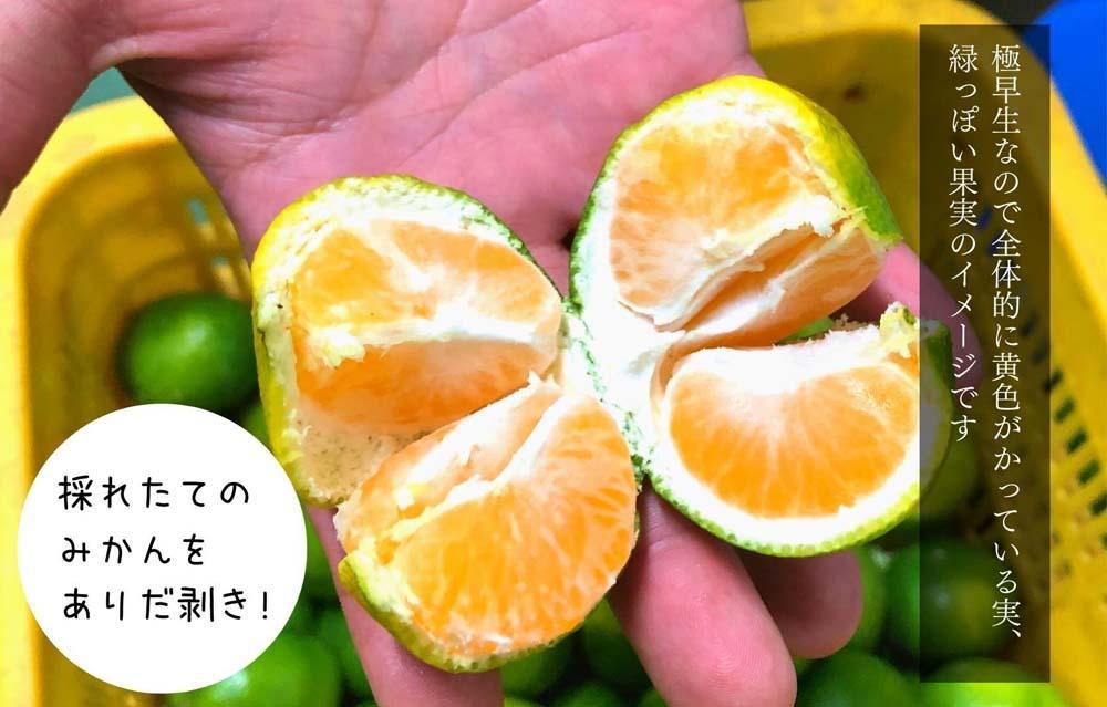 小玉みかん 極早生 箱込 10kg (内容量約 9.2kg)3S～Sサイズ混合 秀品 優品 混合 有田みかん 和歌山県産 【みかんの会】［2026年10月上旬頃より順次発送予定］