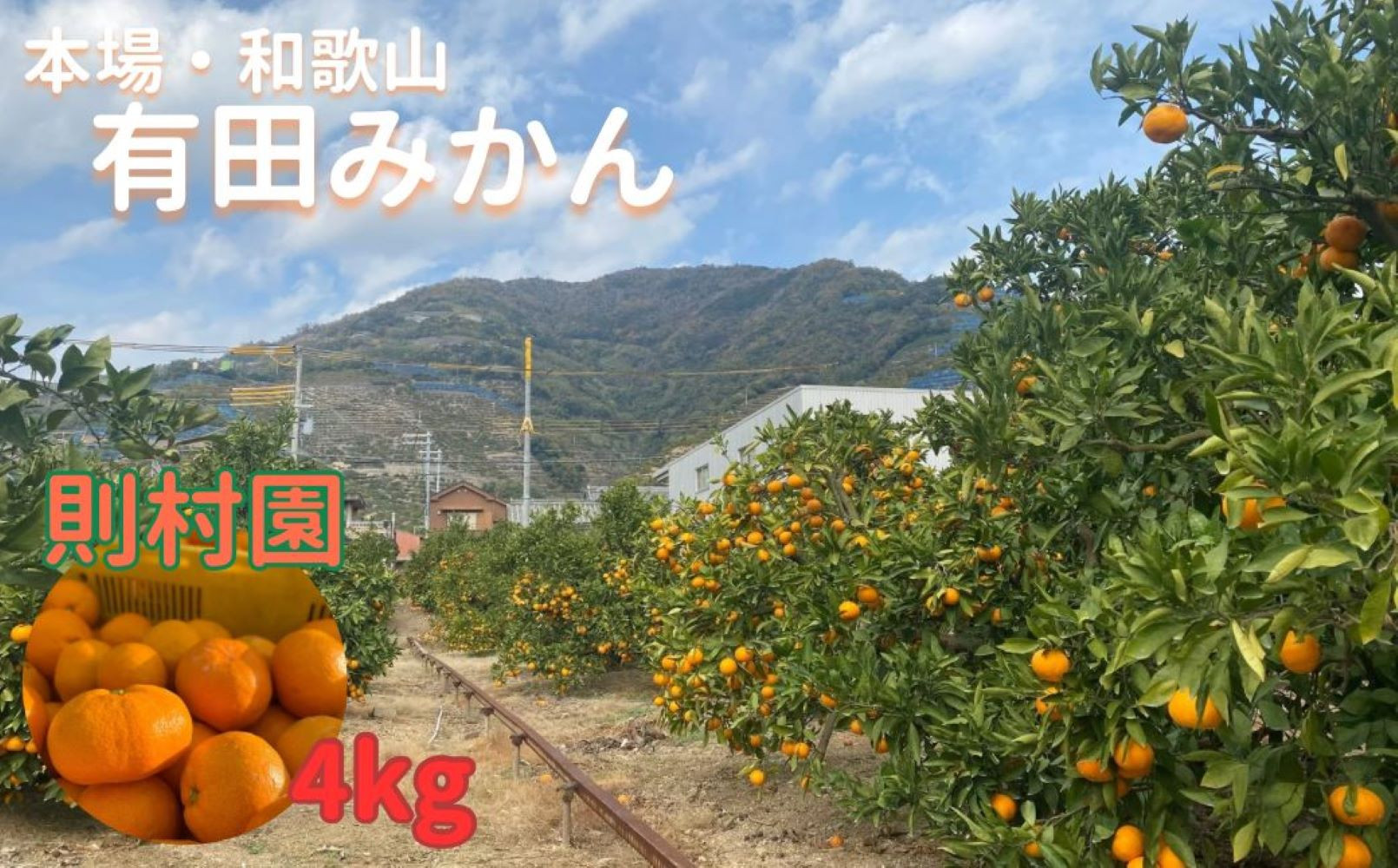 則村園産 有田みかん 4kg 温州みかん みかん 蜜柑 甘い 甘いみかん 有田 有田川町 和歌山