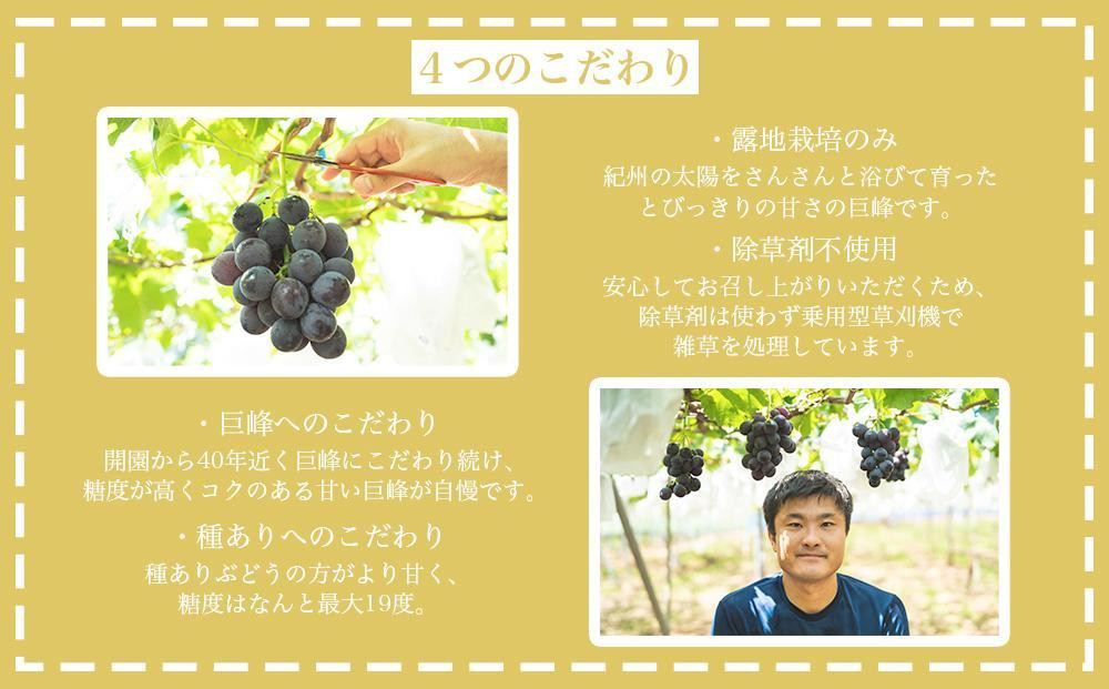 ãå
è¡äºçŽãæç°å·šå³°æäžæšãšåã®é²å°æ œå¹ããŸïœãçš®ããå·šå³°2kg