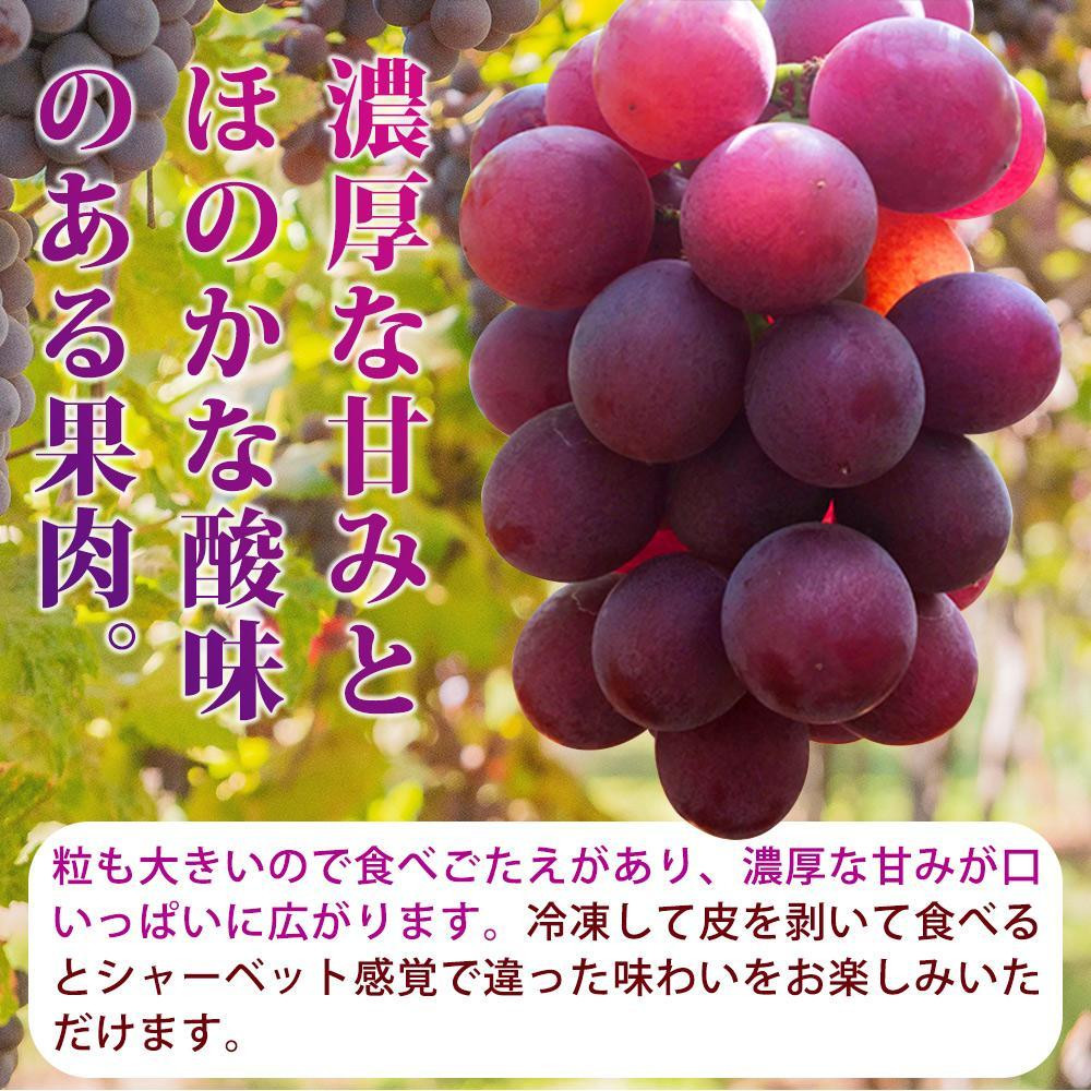 ããå®¶åºçšãçŽå·æç°ç£ã®å·šå³°ã¶ã©ãçŽ2kgãå
è¡äºçŽãã2026幎8æäžæ¬ä»¥éçºéäºå®ã