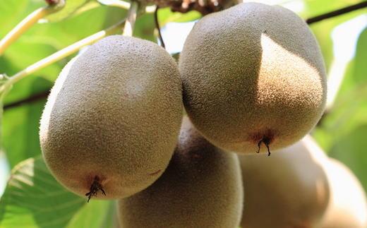 ［人気］有田産キウイフルーツ約3.6kg（サイズおまかせ）★2027年1月下旬頃より順次発送