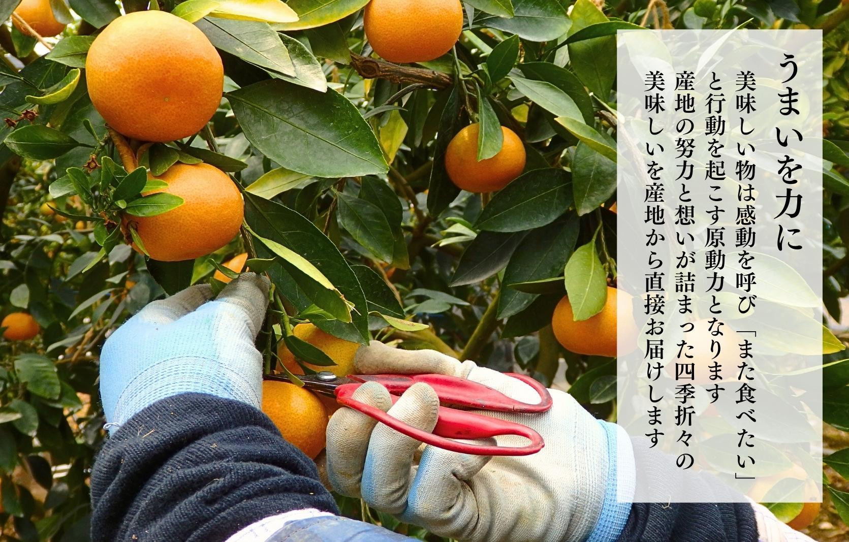 【母の日ギフト】ハウスみかん 温室栽培 夏の有田みかん 2kg 秀品 L M Sサイズのいずれか 和歌山県産 産地直送 【みかんの会】