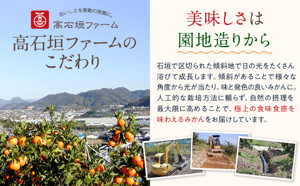 訳あり せとか 4.5kg M～2Lサイズおまかせ 高石垣ファーム