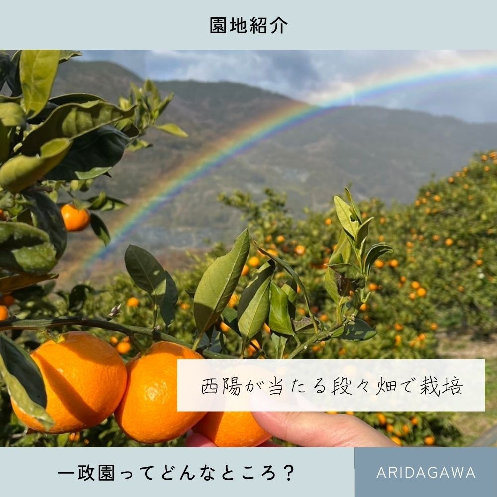 【ふるさと納税】【先行予約】有田みかん 早生 温州みかん 2.6kg（箱込み3kg） 訳あり S～Lサイズおまかせ　柑橘 フルーツ みかん 産地直送 お取り寄せ 送料無料 温州ミカン