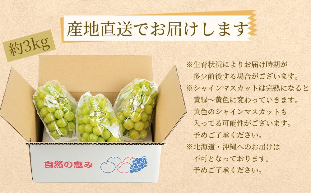農家直送 朝採り シャインマスカット 約3kg ［2026年・先行予約］