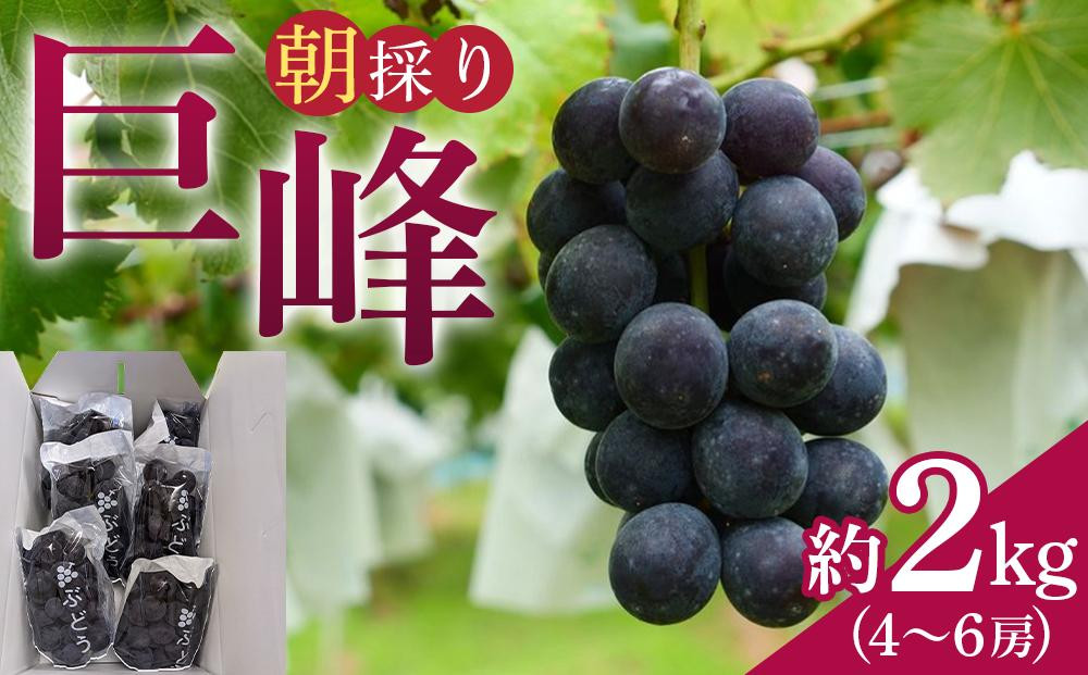 【先行予約】朝採り 巨峰 約2kg (4～6房) 有田巨峰村 大南農園【2026年8月中旬頃より順次発送】