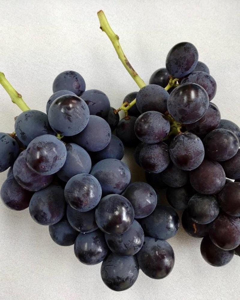 ãå
è¡äºçŽãæç°å·šå³°æäžæšãšåã®é²å°æ œå¹ããŸïœãçš®ããå·šå³°2kg