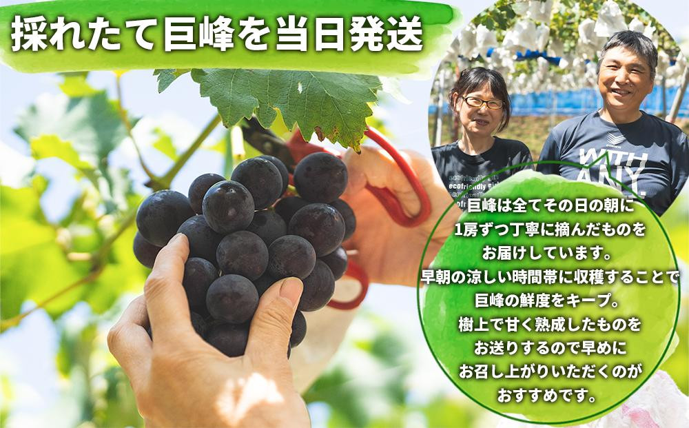 【先行予約】有田産 巨峰 約 2kg 有田巨峰村 森下農園 ぶどう 送料無料 フルーツ★2026年8月下旬から順次発送