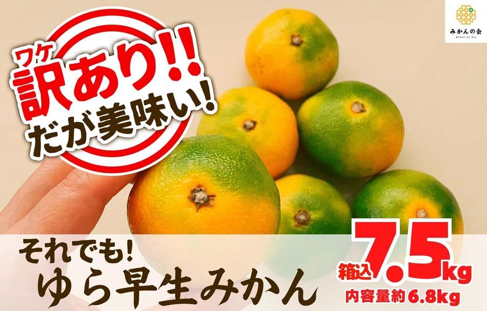 訳あり ゆら早生 みかん 箱込7.5kg(内容量 6.8kg)サイズミックス 有田みかん 和歌山県産 【みかんの会】［2026年10月下旬頃より順次発送予定］