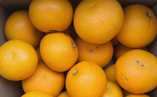 ［数量限定］有田産早生八朔約10kg（サイズ混合）★2026年12月中旬頃より順次発送