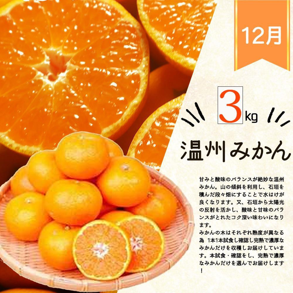 【8・9・12月 全3回】紀州和歌山産旬のフルーツセット（巨峰・シャインマスカット・みかん） 定期便