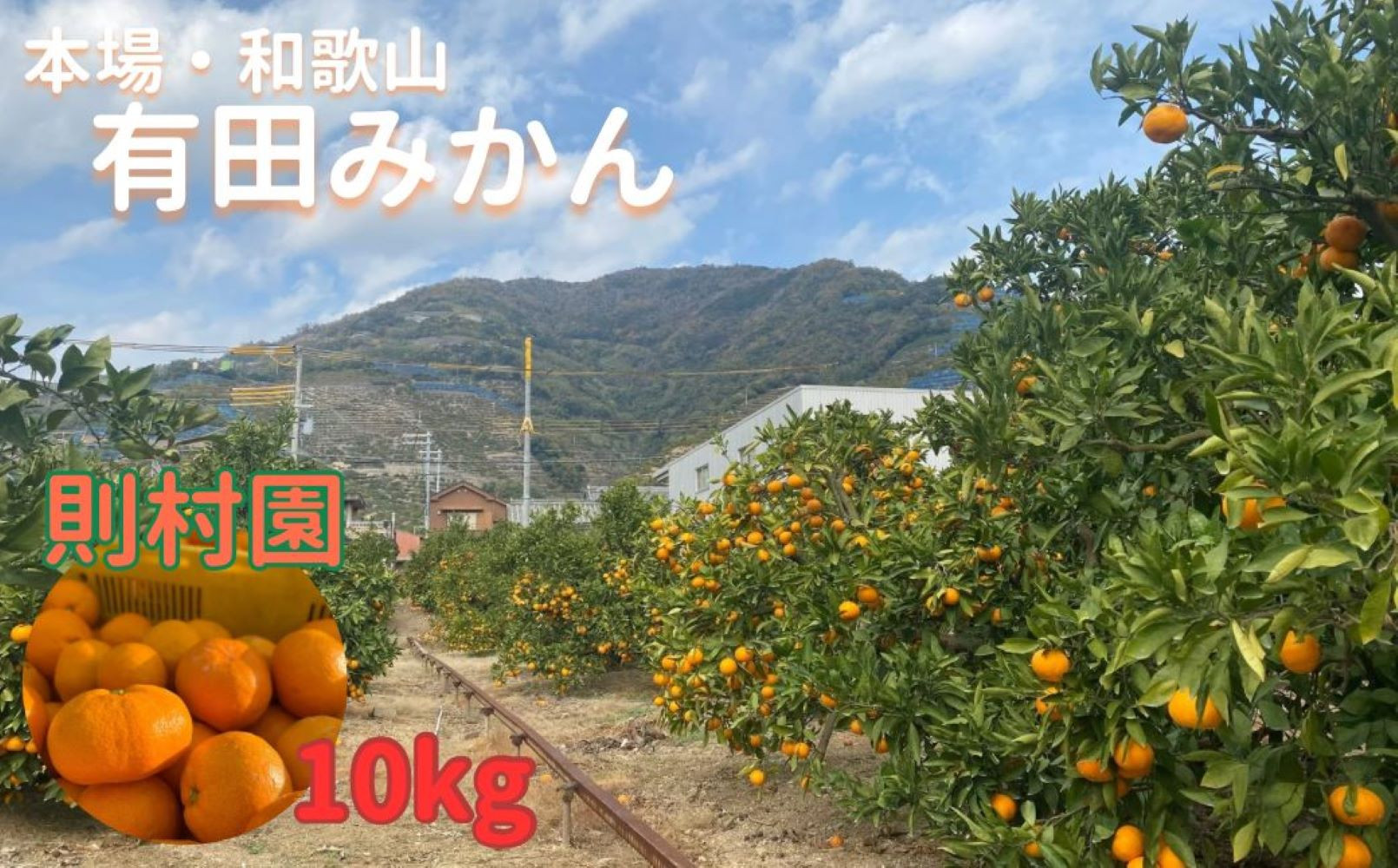 則村園産 有田みかん 10kg 温州みかん みかん 蜜柑 甘い 甘いみかん 有田 有田川町 和歌山