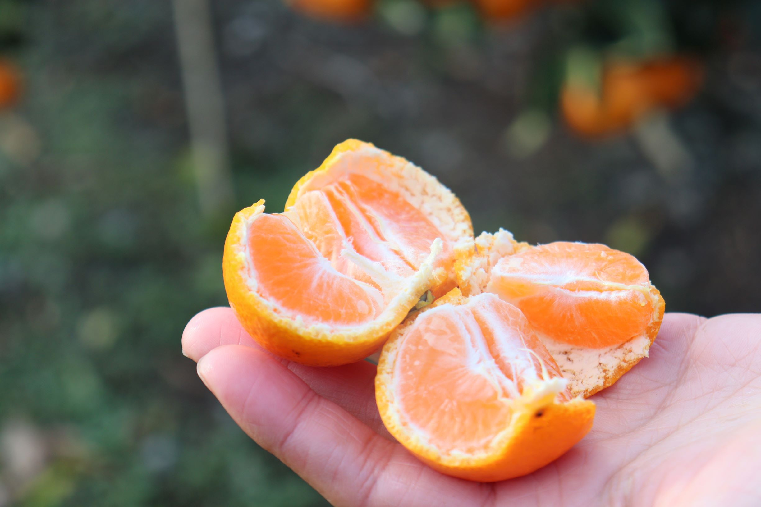 12/25までにご入金確認分は年内発送確定！きれいな温州みかん 寄贈用にお勧め 箱込み 3kg (M サイズ指定)　秀品