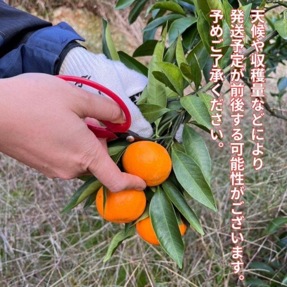 有田みかん 由良早生S～Lサイズ混合 約5kg 【2026年発送 先行予約】