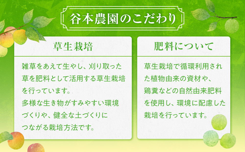 手もぎ 青梅 南高梅 15kg L～2Lサイズ 谷本農園