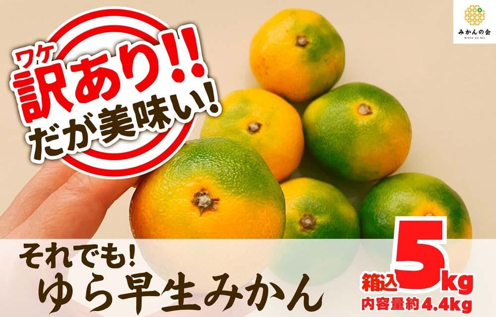 訳あり ゆら早生 みかん 箱込5kg(内容量 4.4kg)サイズミックス  有田みかん 和歌山県産 【みかんの会】［2026年10月下旬頃より順次発送予定］