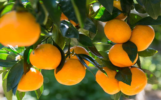 [秀品]和歌山有田みかん約6kg(3Lサイズ) ★2026年11月中旬頃より順次発送