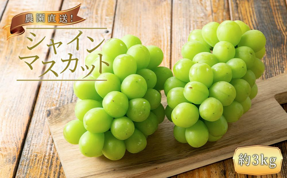 農家直送 朝採り シャインマスカット 約3kg ［2026年・先行予約］