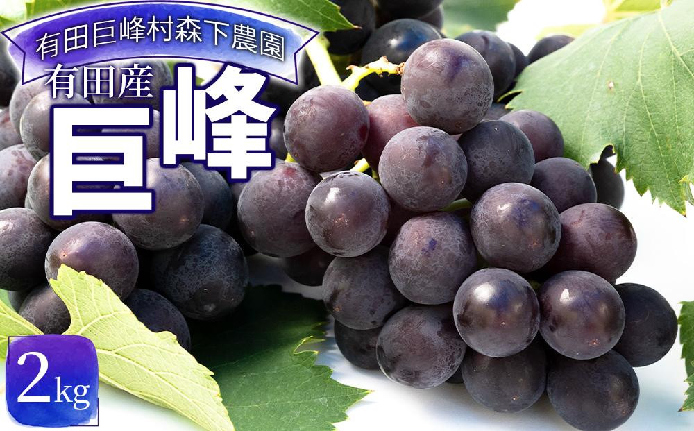 【先行予約】有田産 巨峰 約 2kg 有田巨峰村 森下農園 ぶどう 送料無料 フルーツ★2026年8月下旬から順次発送
