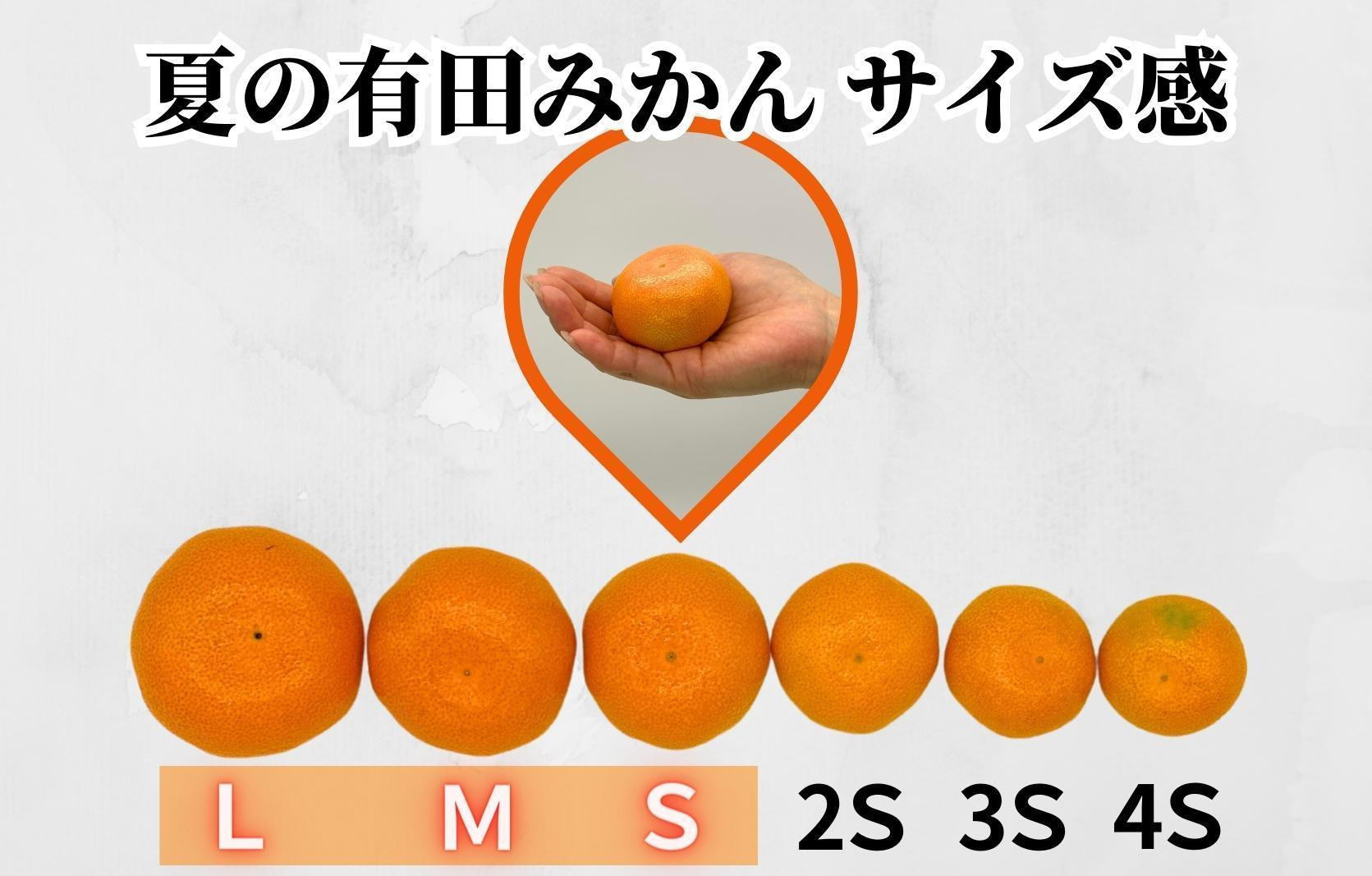 【母の日ギフト】ハウスみかん 温室栽培 夏の有田みかん 1kg 秀品 L M Sサイズのいずれか 和歌山県産 産地直送 【みかんの会】