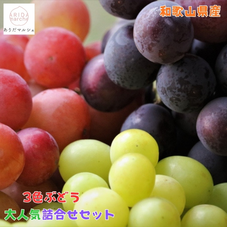 農家直送 ３色ぶどう詰め合わせ大人気セット 約2kg入り ［2026年・先行予約］