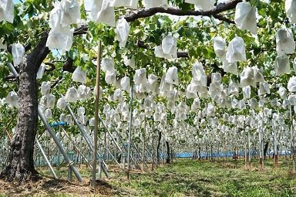 ãå
è¡äºçŽãæç°å·šå³°æäžæšãšåã®é²å°æ œå¹ããŸïœãçš®ããå·šå³°2kg