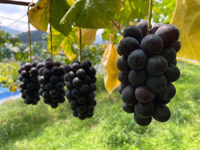 ［先行予約］和歌山 有田産 種なし BKシードレス 約1kg 2～3房 ［2026年8月下旬より順次発送予定］