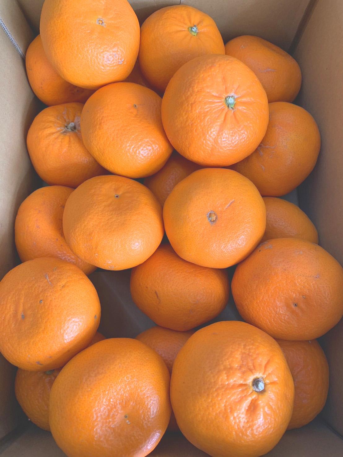 鮗礼エ譟托シ医l縺縺薙≧シ芽オ、遘蜩 Sス2L繧オ繧、繧コ 3kg