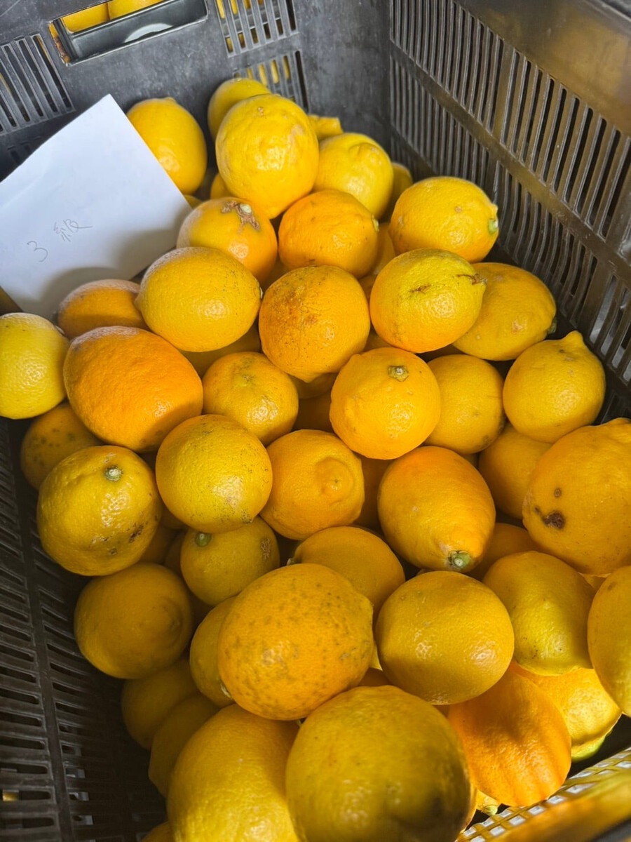 訳あり 国産 レモン 2.5kg (14~22玉)