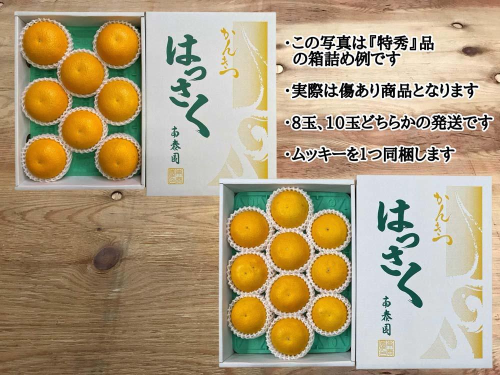 手詰め 有田 はっさく L × 8玉 または M × 10玉 サイズ ちょっと 傷あり ムッキー 同梱 南泰園 みかん