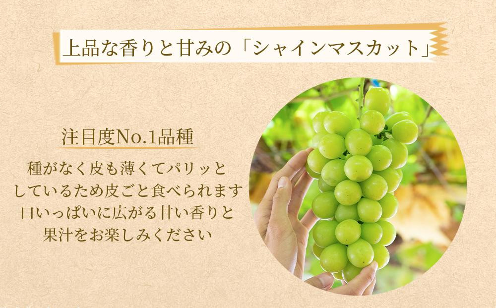 農家直送 朝採り シャインマスカット  約2kg［2026年・先行予約］