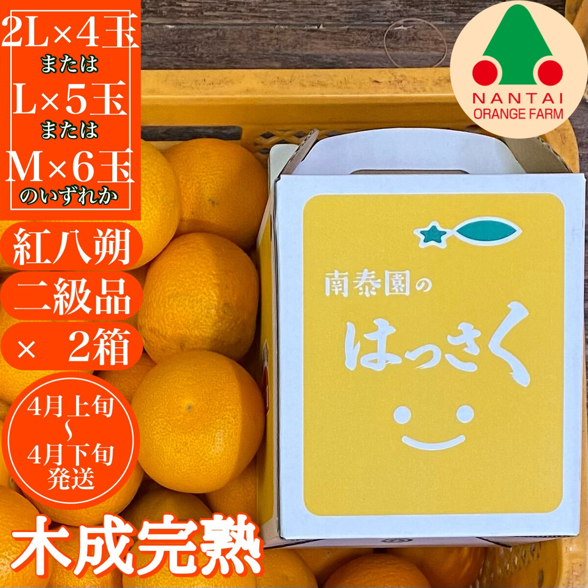2箱セット ちょっと 傷あり 木成完熟 紅はっさく 2L ～ M ( 4玉 ～ 6玉 ) 手さげ箱 【2026年4月上旬～発送】