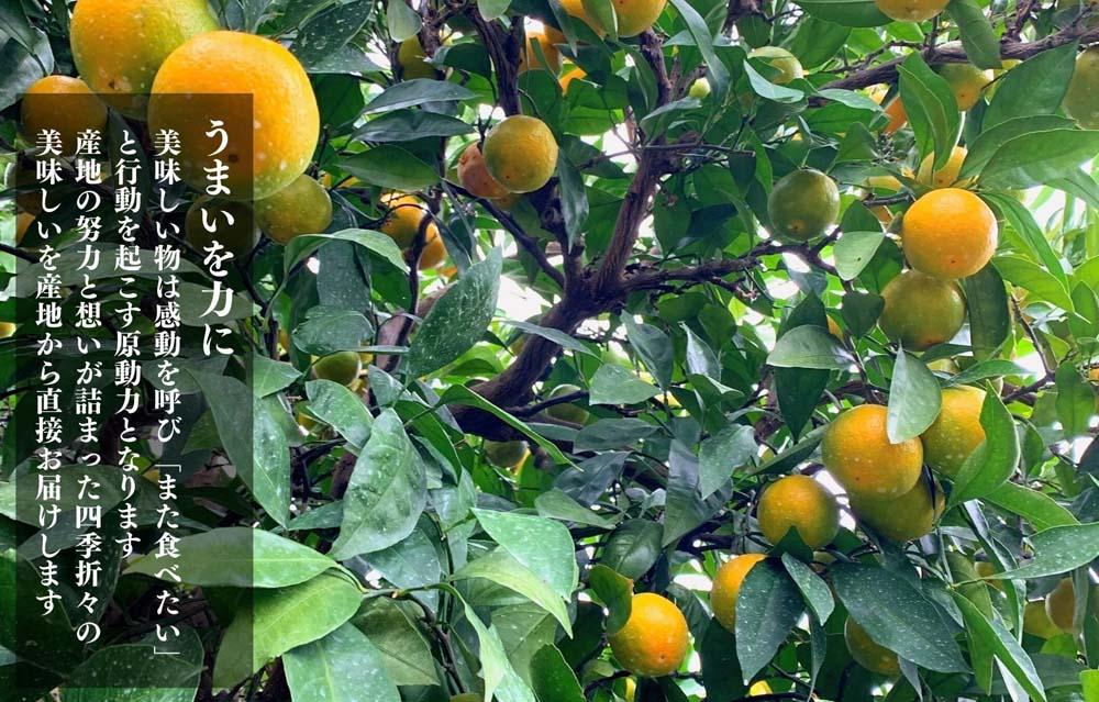 ゆら早生 みかん 小玉ちゃん 箱込2.5kg(内容量 2.3kg) 3S～Sサイズ混合 秀優混合 有田みかん 和歌山県産 【みかんの会】［2026年10月下旬頃より順次発送予定］