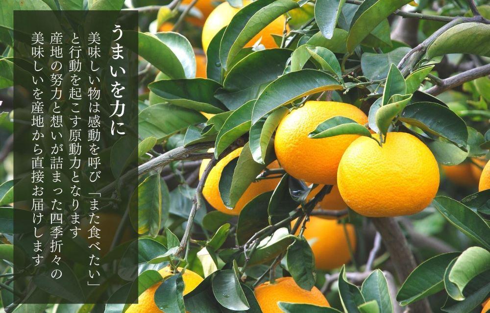 å
«æ èš³ãã ããã§ã æç°ã®å
«æ (ã¯ã£ãã) 箱蟌 10kg (å
容éçŽ 9.2kg) ãµã€ãºããã¯ã¹ Bå åæå±±çç£ ç£å°çŽéããŸãä»ãã¿ããã®äŒïŒœ