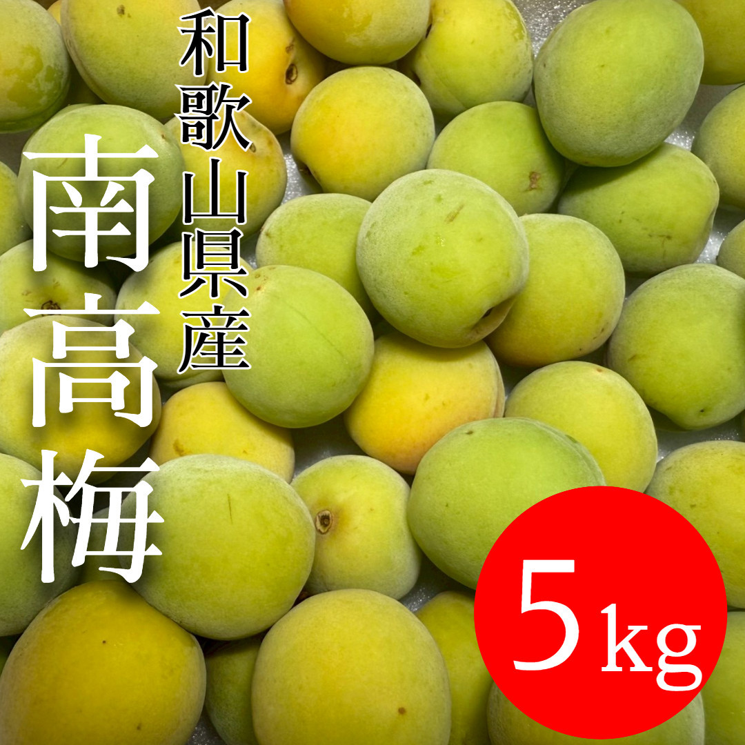 青梅 南高梅 5kg