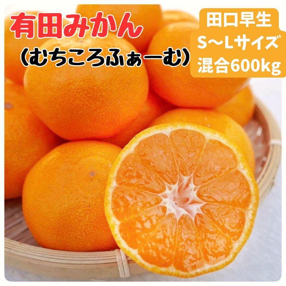 有田みかん 早生S～Lサイズ混合 約600kg【2026年発送 先行予約】