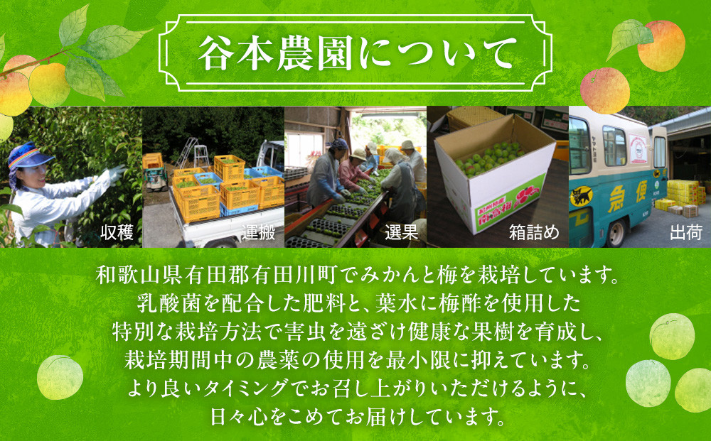 手もぎ 完熟南高梅 20kg L～2Lサイズ 谷本農園
