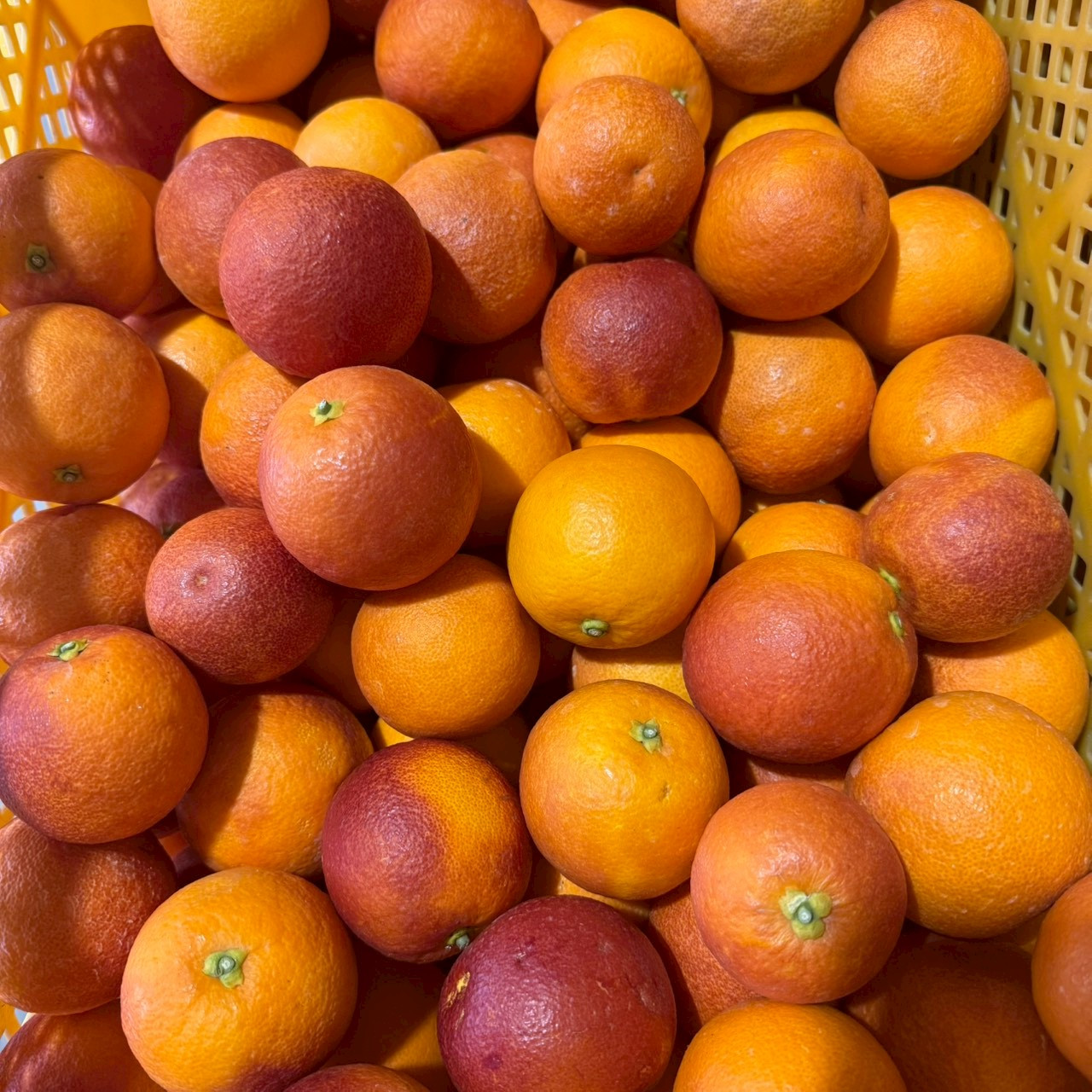 和歌山 有田 ブラッドオレンジ モロ 5kg