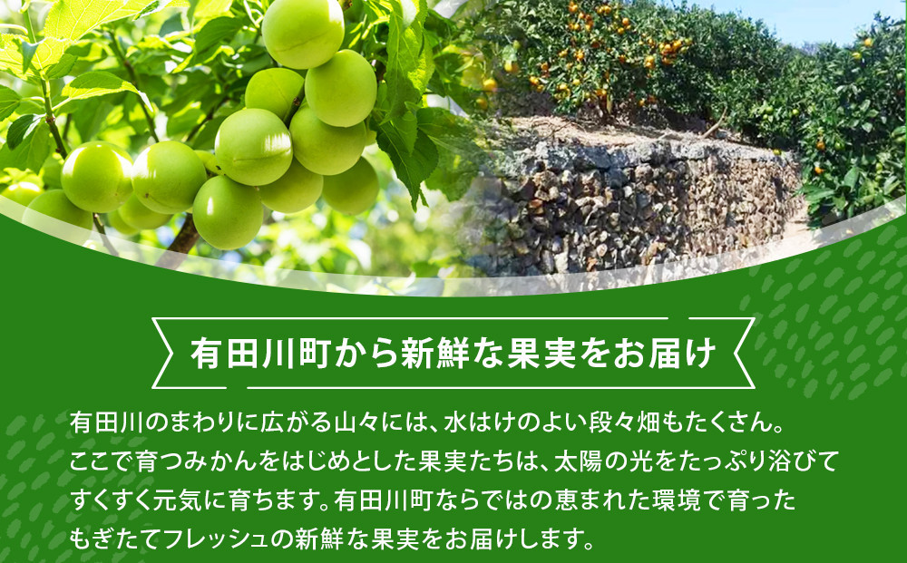 青梅 10kg 訳あり 紀州南高梅 シロップ・梅酒・梅干し用等 和歌山県有田産 2026年5月下旬～7月上旬発送予定