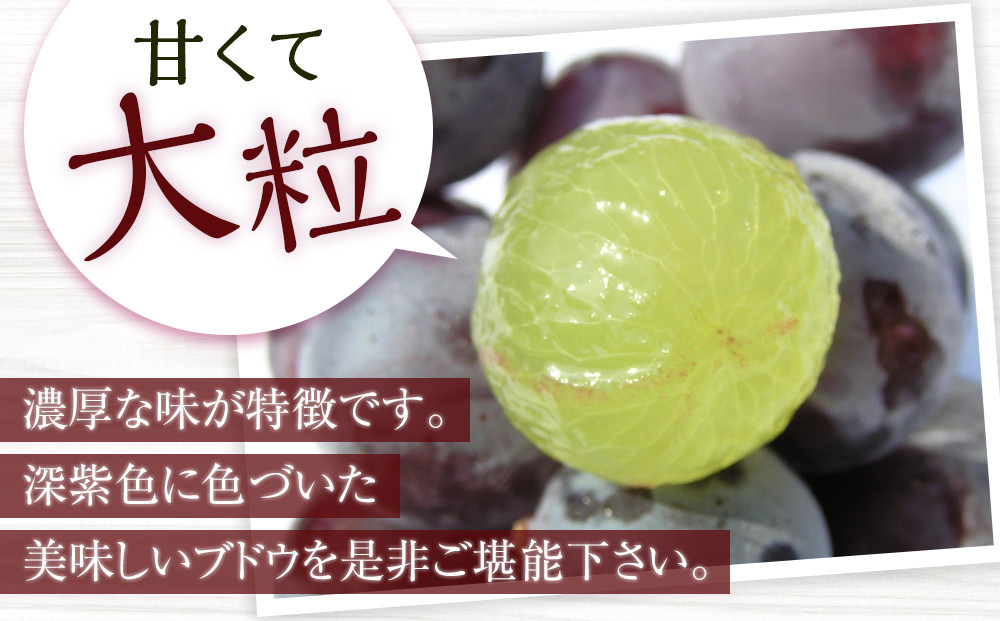 ［先行予約］[産直]有田巨峰村の朝採り巨峰　約2kg★2026年8月中旬頃より順次発送