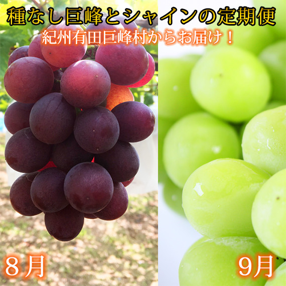 定期便 8・9月発送 紀州有田産旬のぶどうセット（種なし巨峰・シャインマスカット）