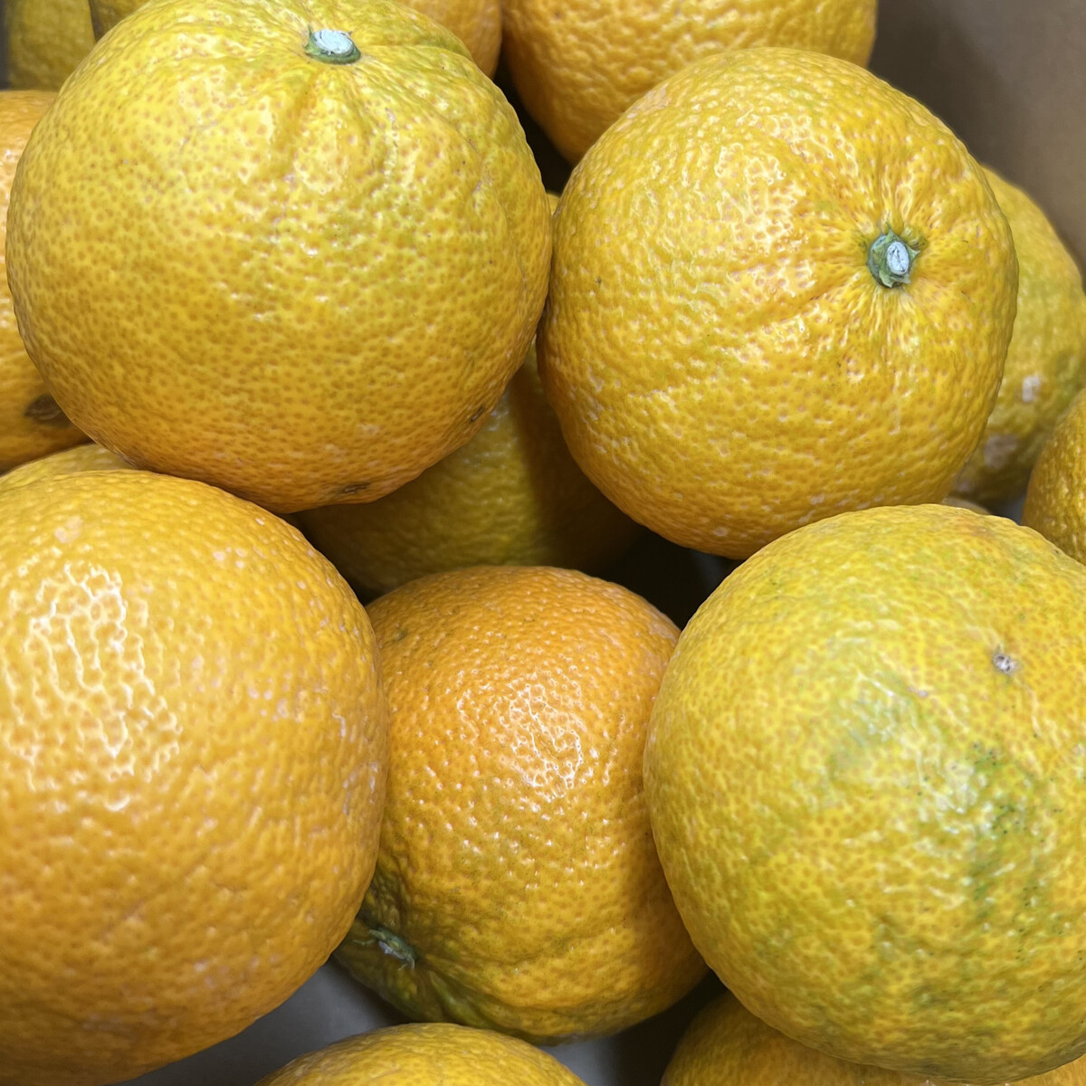 じゃばら 1kg (6～9玉)