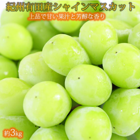 紀州有田産シャインマスカット　約3kg【先行予約】【2026年8月下旬以降発送予定】