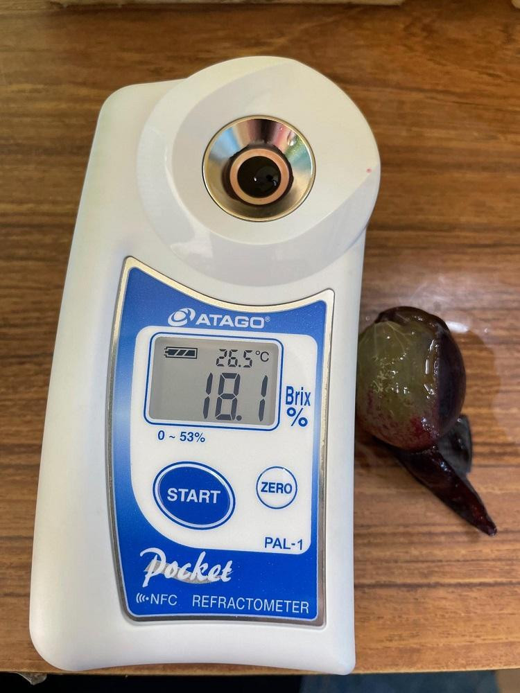 ãå
è¡äºçŽãæç°å·šå³°æäžæšãšåã®é²å°æ œå¹ããŸïœãçš®ããå·šå³°2kg