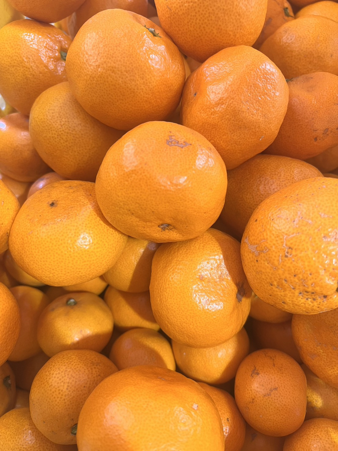 家庭用 大粒有田みかん 5kg (約35個～40個)