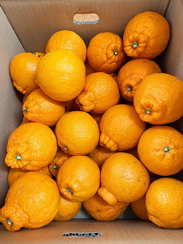 ［ご家庭用訳あり］紀州有田産不知火(しらぬひ) 約6kg［2027年2月中旬以降発送］［先行予約］［UT136w］